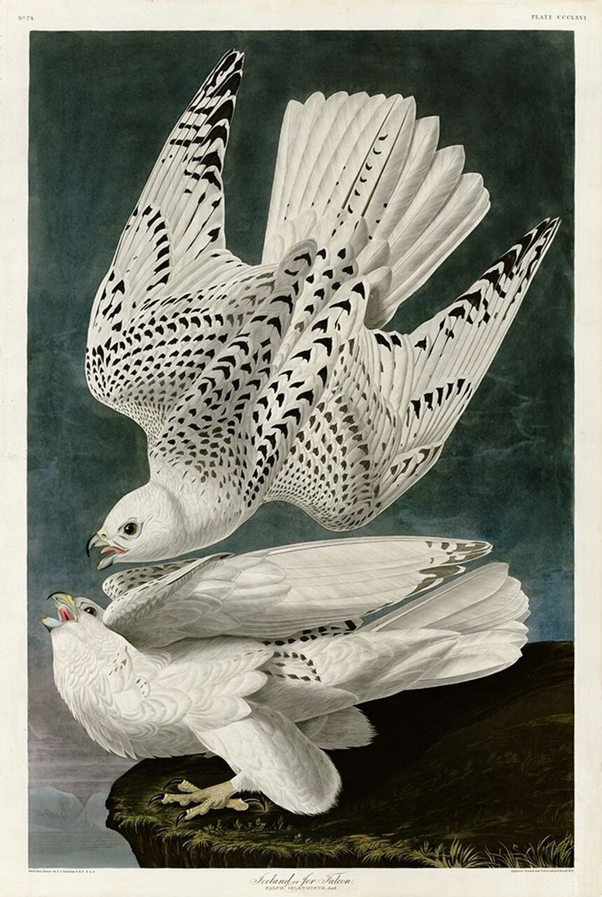 Iceland Falcon Poster Print by John James Audubon - Item # VARPDXJJA366